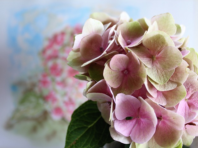 hydrangea g169307e0f 640